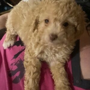 Meet your Posher, Anne-renée